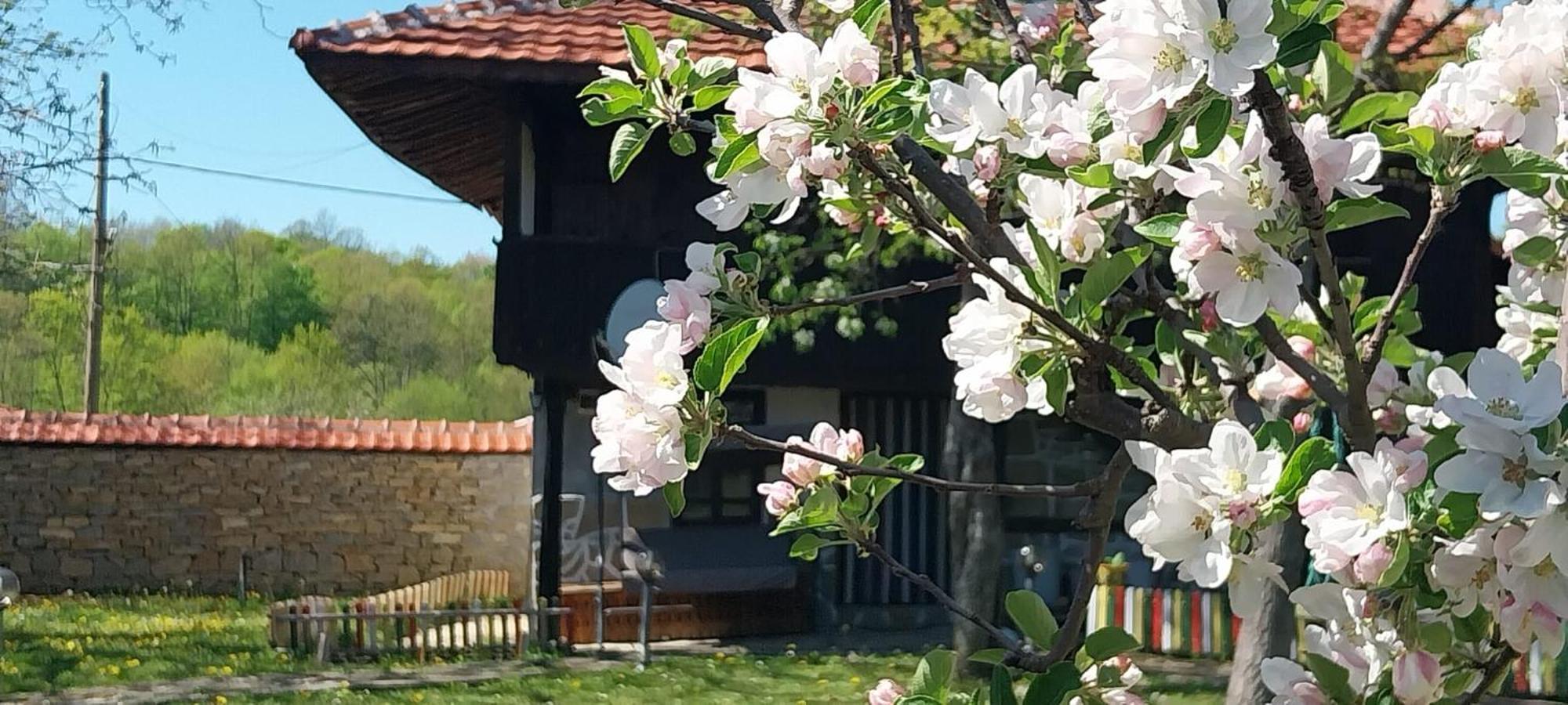 Kesta Za Gosti Roza Βίλα Elena Εξωτερικό φωτογραφία